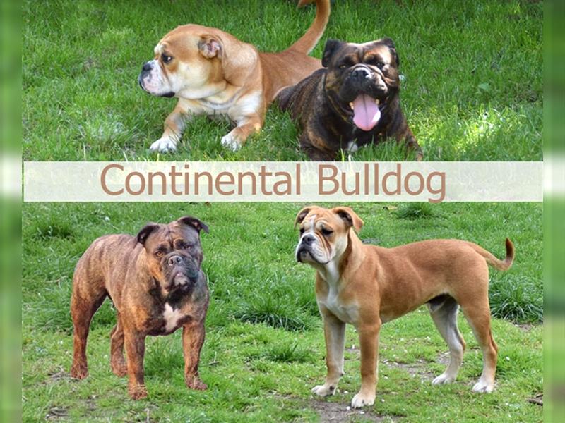 Continental Bulldog Welpen mit Ahnentafel