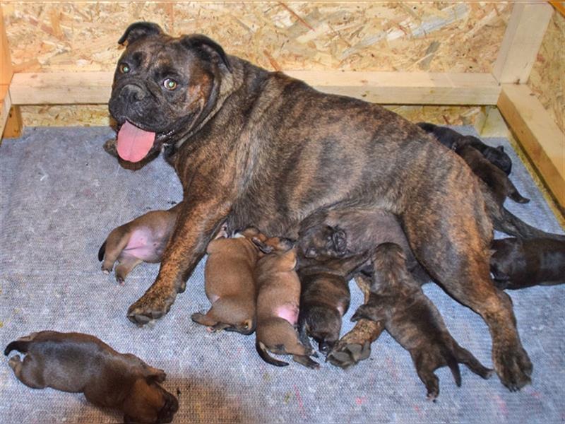 Continental Bulldog Welpen mit Ahnentafel