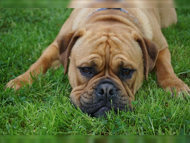 Continental Bulldog Welpen aus Hobbyzucht  - von den Heartbreakersbulldog -