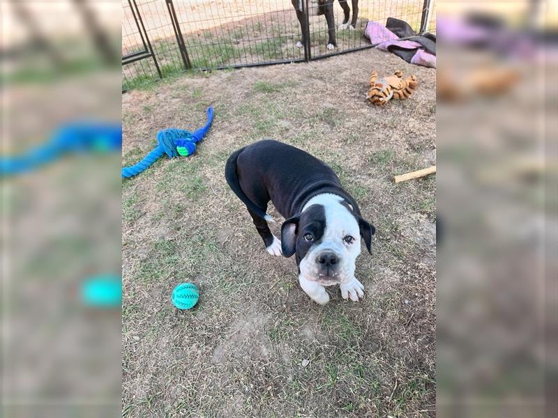 Continental Bulldogge Welpe