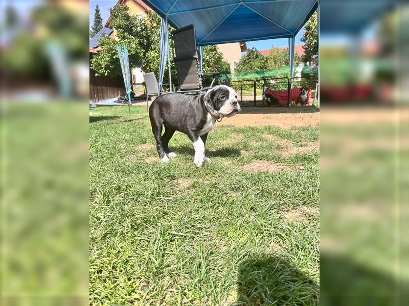 Continental Bulldogge Welpe