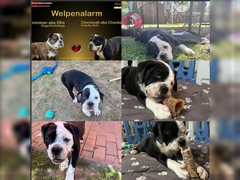 Continental Bulldogge Welpe