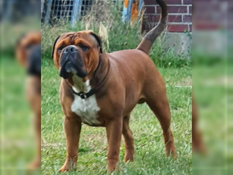 Continental Bulldog Welpen aus Hobbyzucht