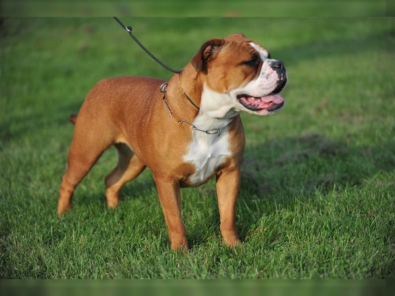 Continental Bulldog -Kennel von den Bouc Bulls - Hobbyzucht