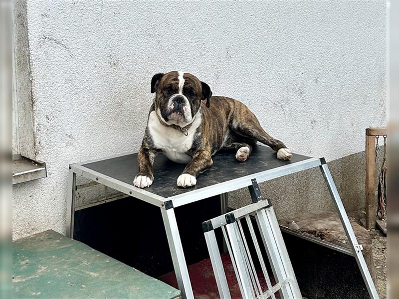 Continental Bulldog Welpen