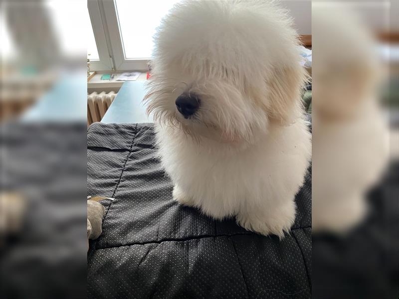 Einen 100% reinrassigen Coton de Tulear Rüde