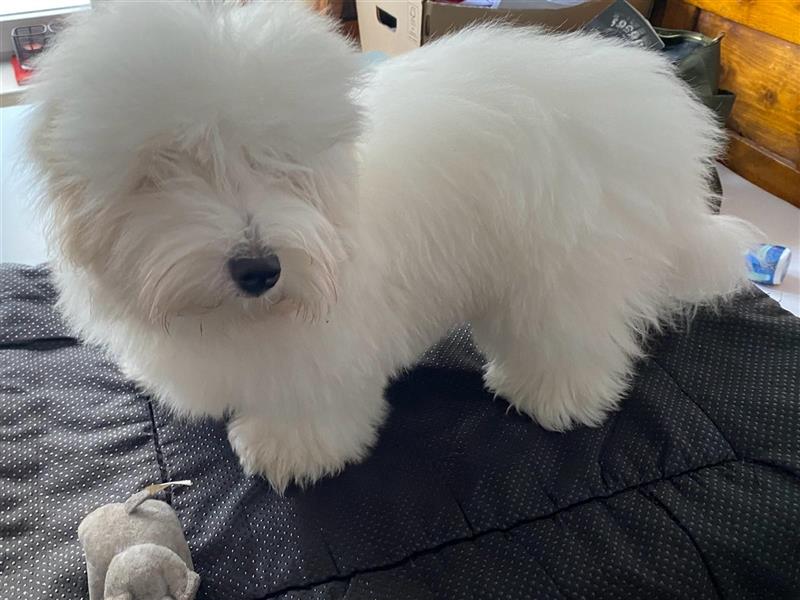 Einen 100% reinrassigen Coton de Tulear Rüde