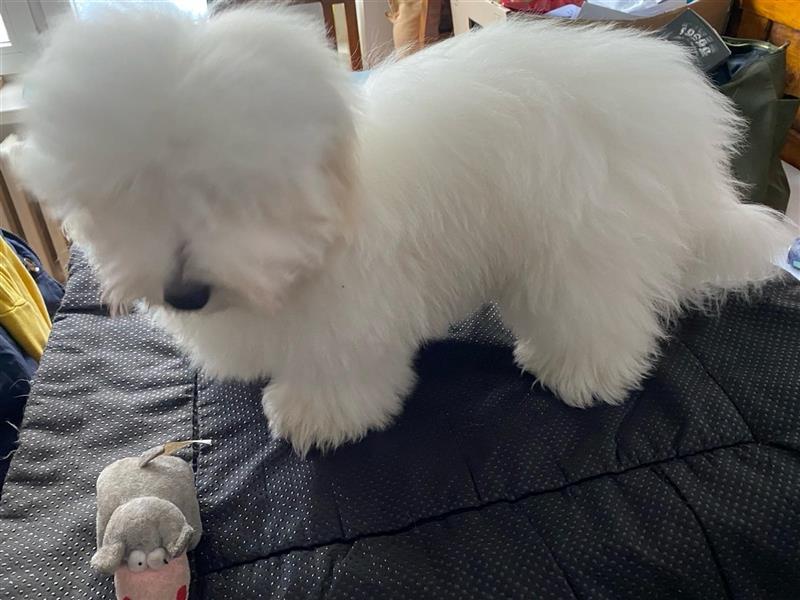 Einen 100% reinrassigen Coton de Tulear Rüde