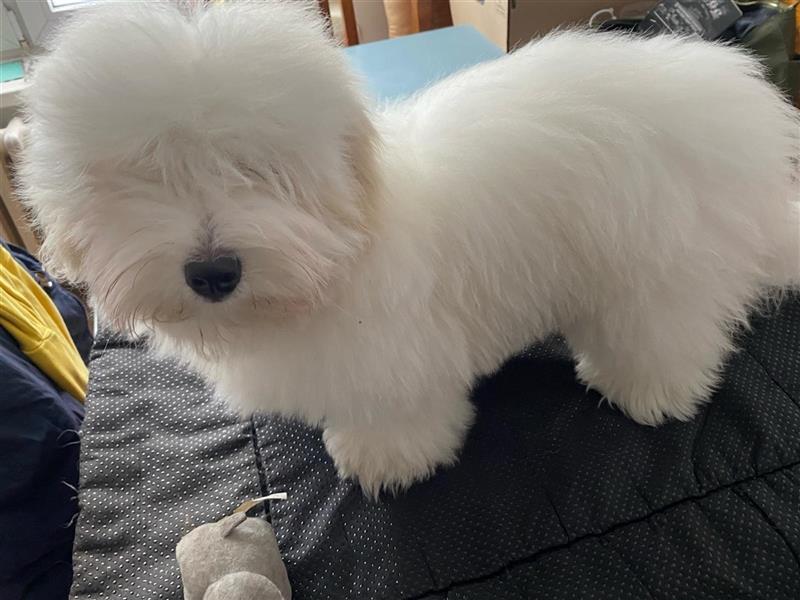 Einen 100% reinrassigen Coton de Tulear Rüde