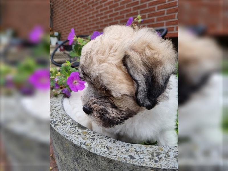 Coton de Tulear Welpen super süß VDH Papiere