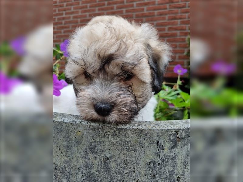 Coton de Tulear Welpen super süß VDH Papiere