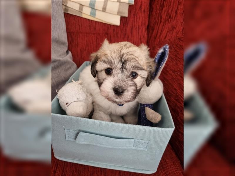 Coton de Tulear Welpen super süß VDH Papiere