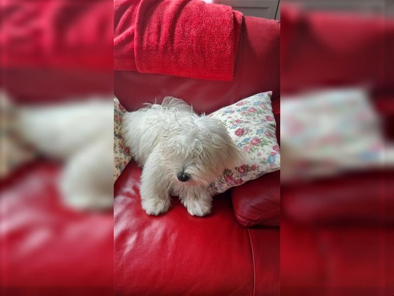 Coton de Tulear Welpen super süß VDH Papiere