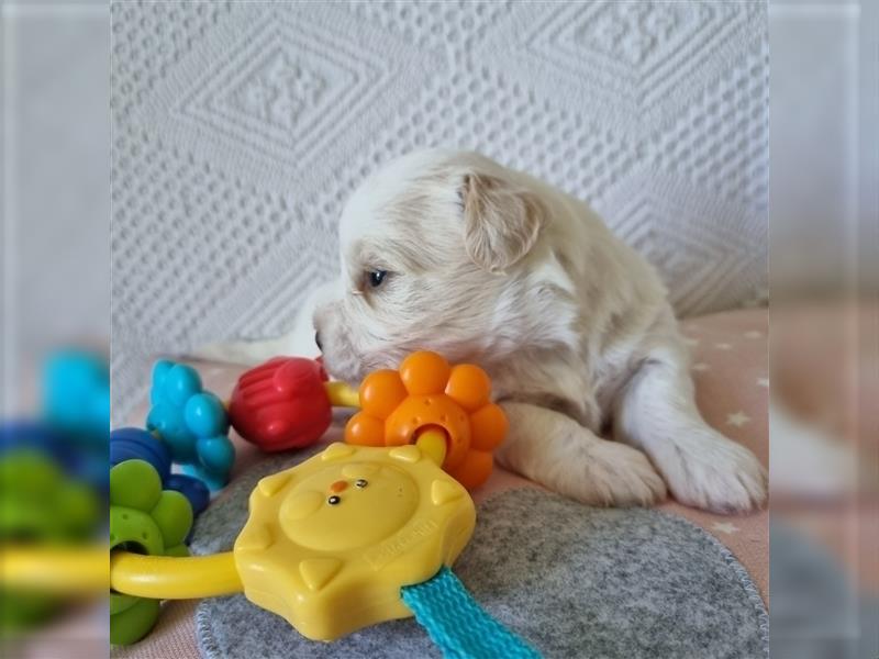 Coton de Tulear Welpen super süß VDH Papiere