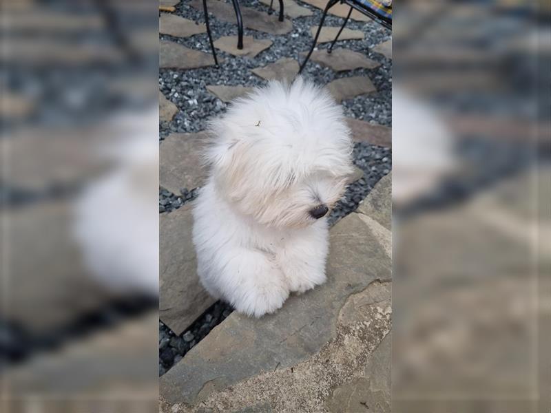 Coton de Tulear Welpen super süß VDH Papiere