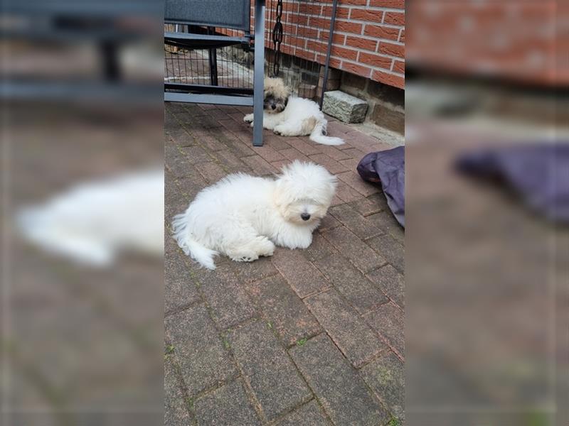 Coton de Tulear Welpen super süß VDH Papiere