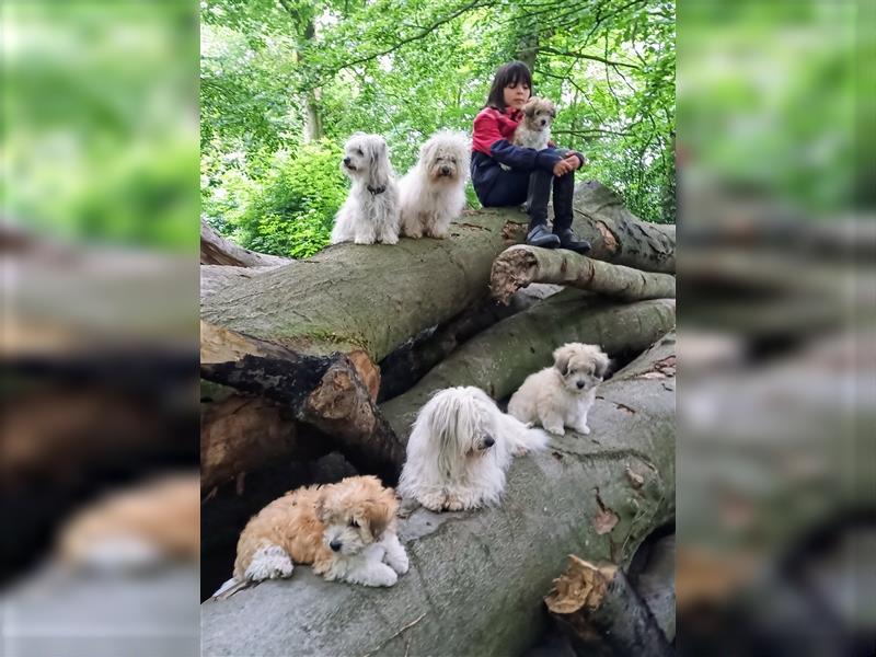 2 Coton de Tulear Welpen Rüden