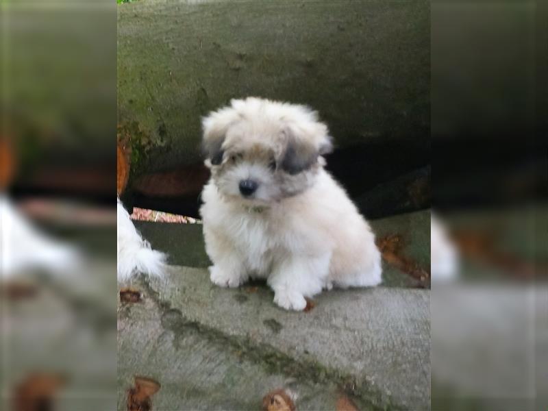 2 Coton de Tulear Welpen Rüden