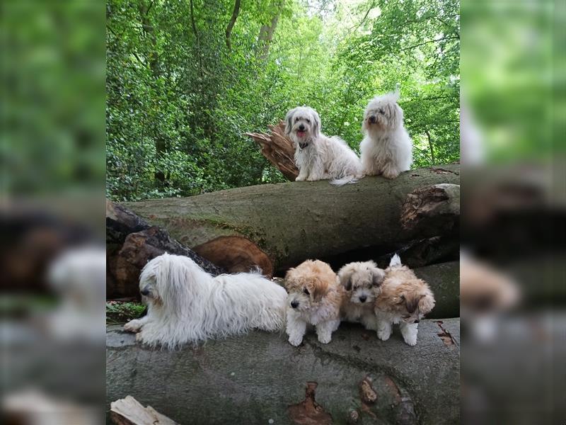 2 Coton de Tulear Welpen Rüden