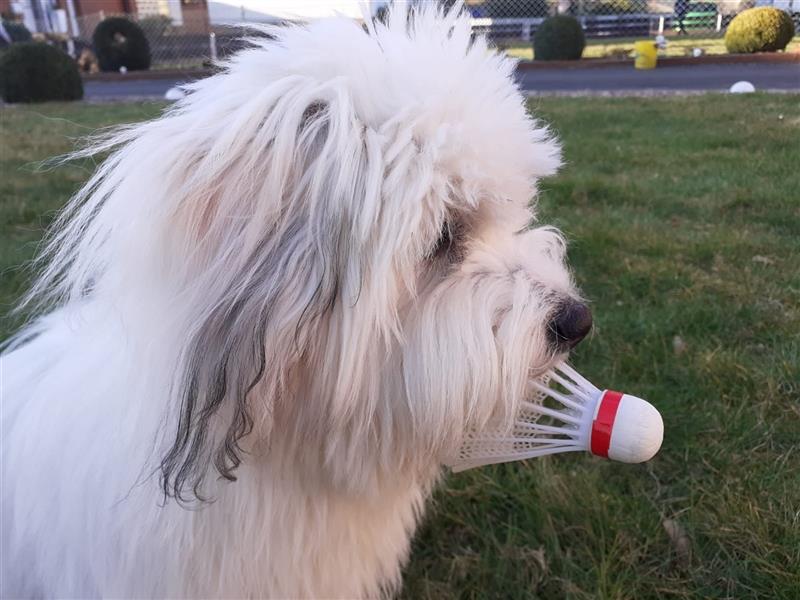 2 Coton de Tulear Welpen Rüden