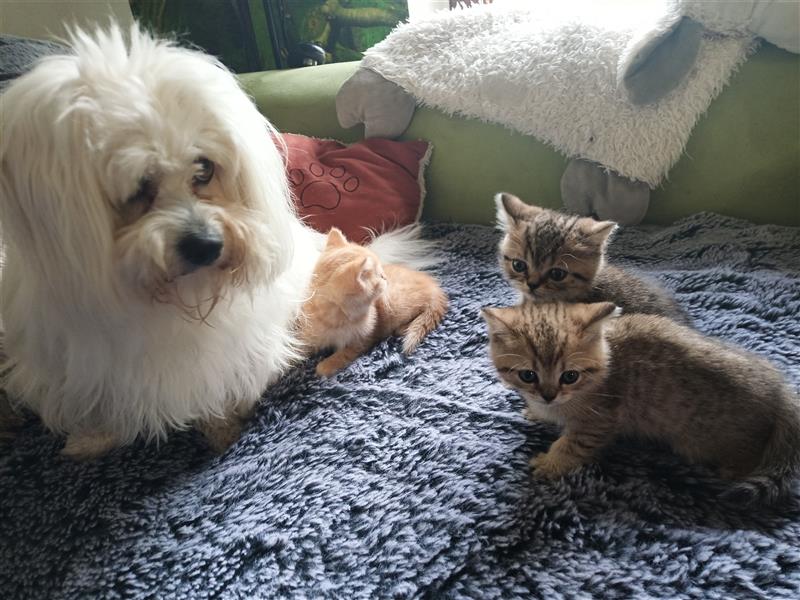 2 Coton de Tulear Welpen Rüden