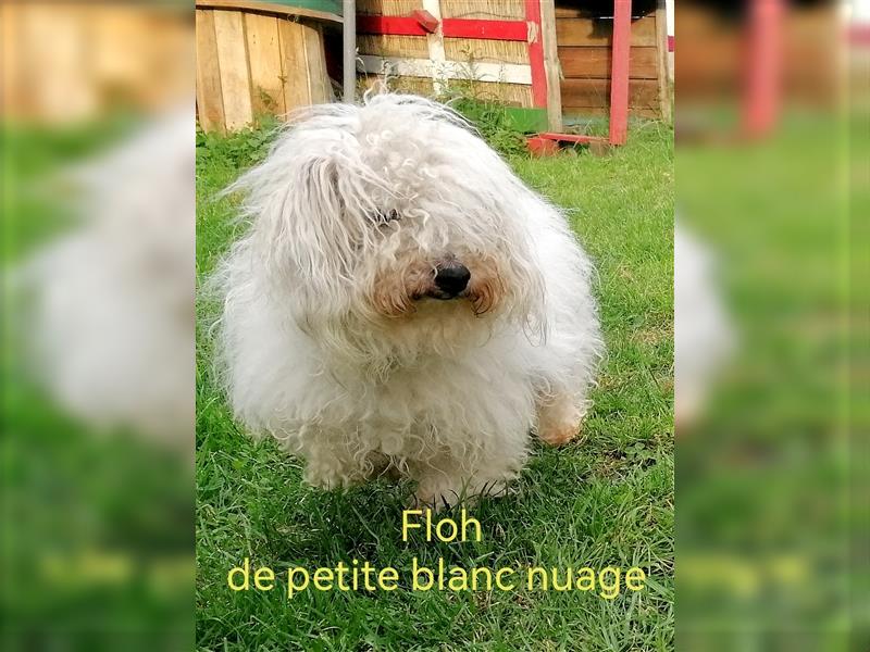 2 Coton de Tulear Welpen Rüden