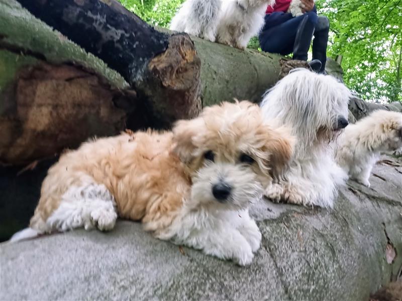 2 Coton de Tulear Welpen Rüden