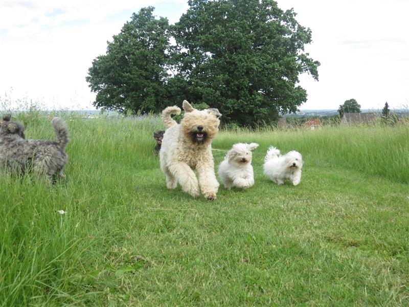 2 Coton de Tulear Welpen Rüden