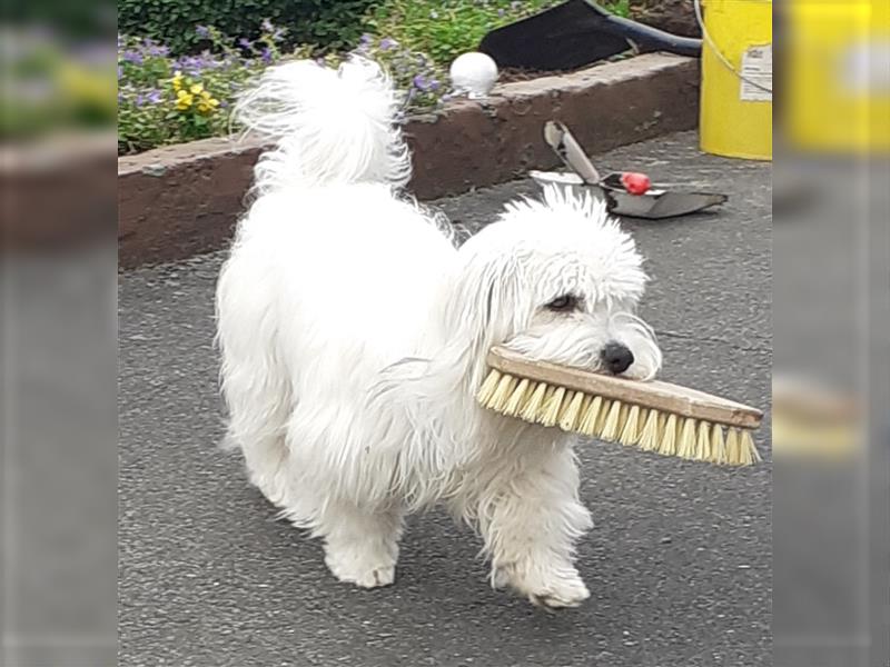 2 Coton de Tulear Welpen Rüden