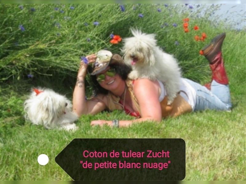 2 Coton de Tulear Welpen Rüden