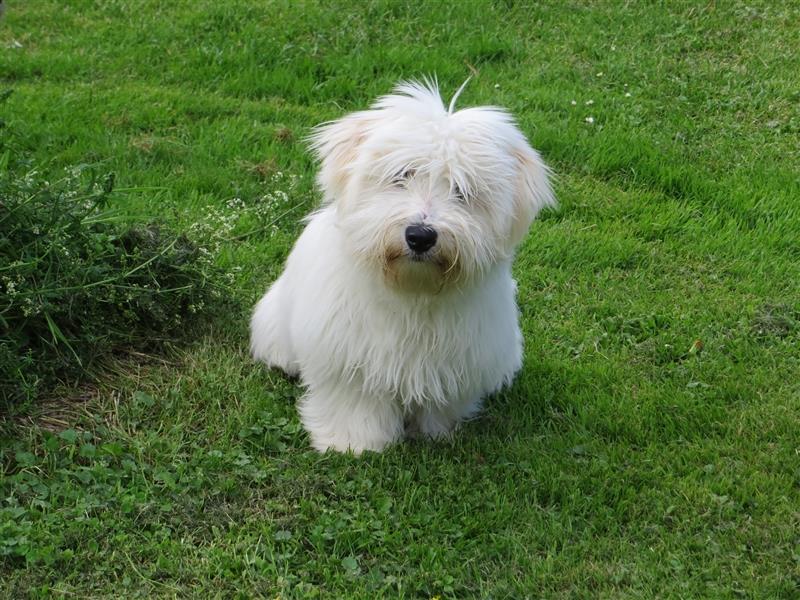 Coton de Tuléar Junghunde mit Papieren, Rüden und Hündinnen, Bayern