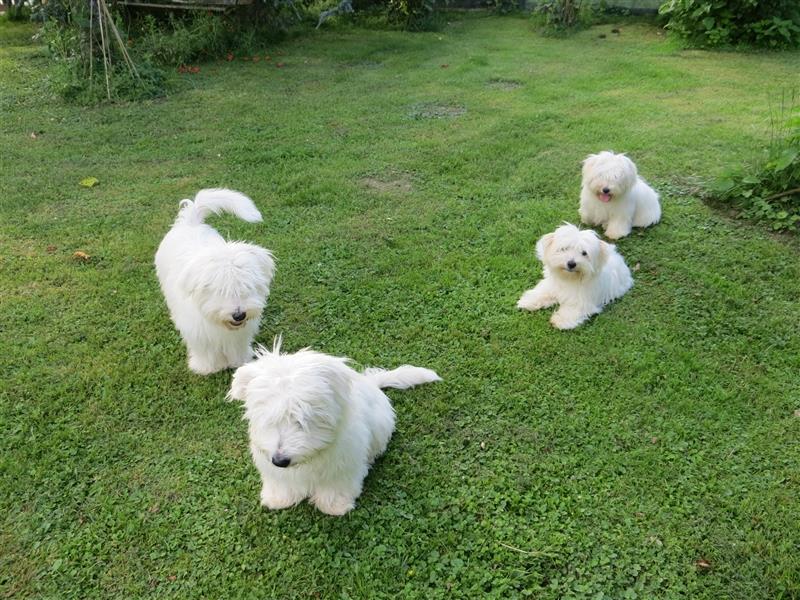 Coton de Tuléar Junghunde mit Papieren, Rüden und Hündinnen, Bayern