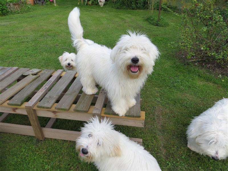 Coton de Tuléar Junghunde mit Papieren, Rüden und Hündinnen, Bayern