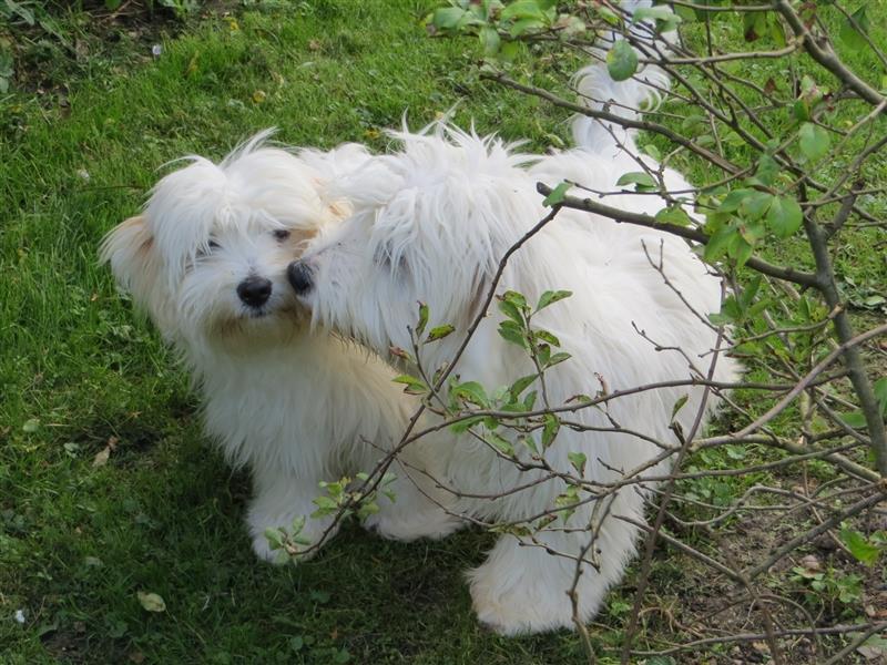 Coton de Tuléar Junghunde mit Papieren, Rüden und Hündinnen, Bayern