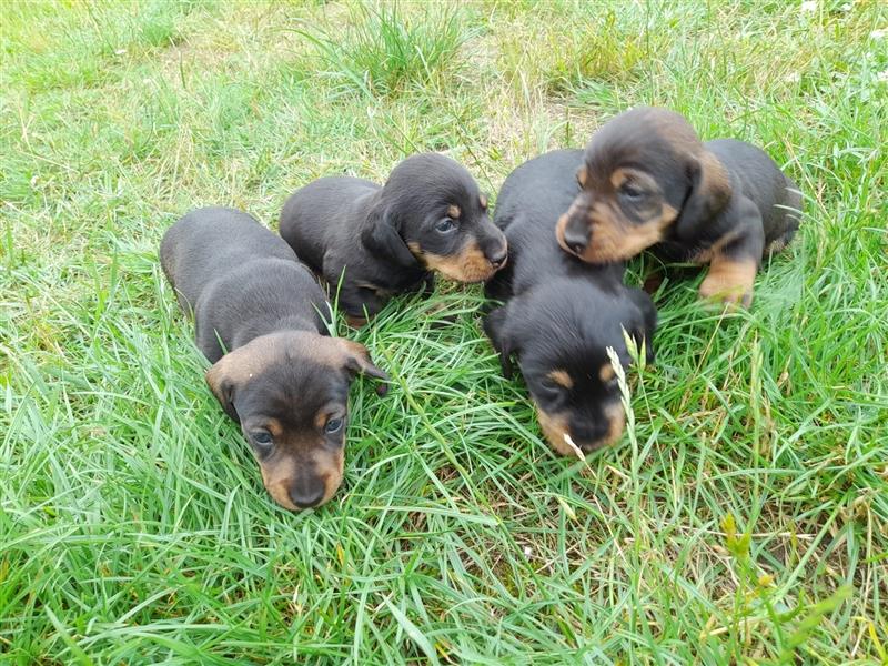 Dackelwelpen, Dackel, reinrassig, mit Papiere