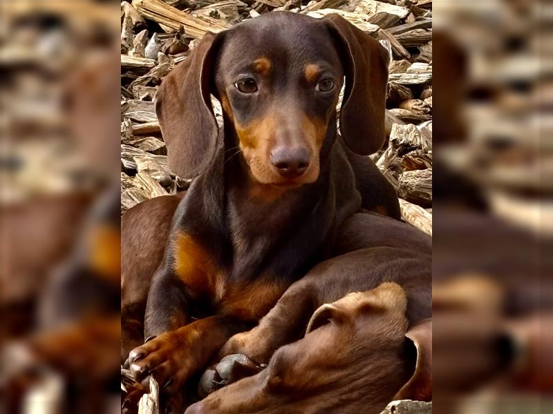 Kleine tolle Zwergdackel/Dackel Welpen suchen noch tolle Familien!