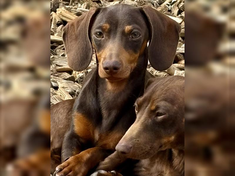 Kleine tolle Zwergdackel/Dackel Welpen suchen noch tolle Familien!