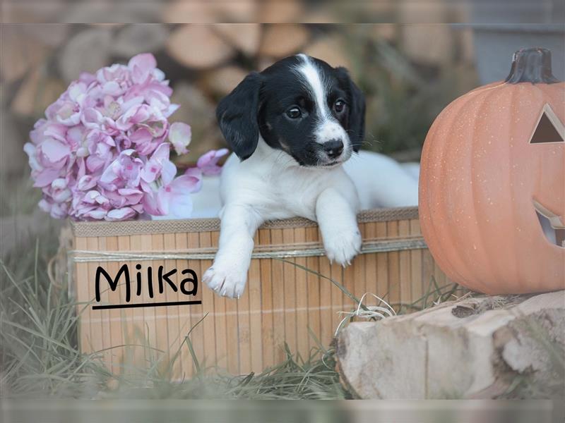 Milka sucht ein zuhause