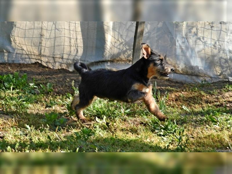 Der menschenfreundliche Hundebub Bojti möchte die Welt kennenlernen