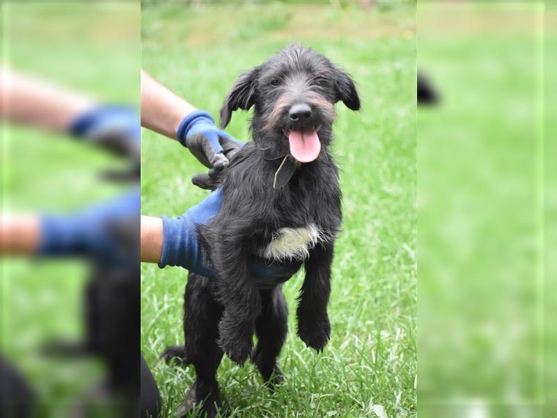 Kleiner Dackel-Schnauzer Mischling „Bobi“, ca. 04.2024 geboren, sucht ein liebes Zuhause