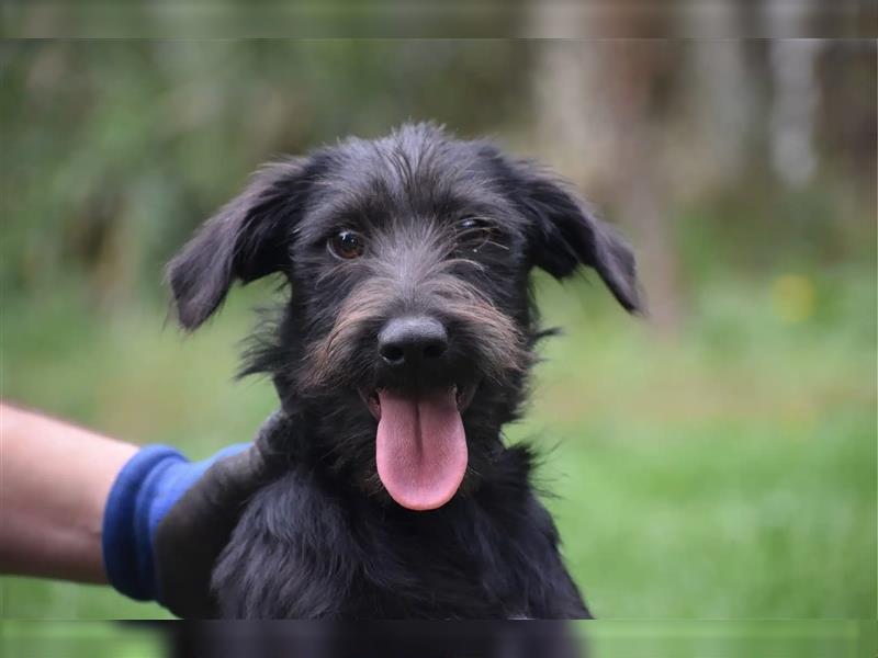 Kleiner Dackel-Schnauzer Mischling „Bobi“, ca. 04.2024 geboren, sucht ein liebes Zuhause