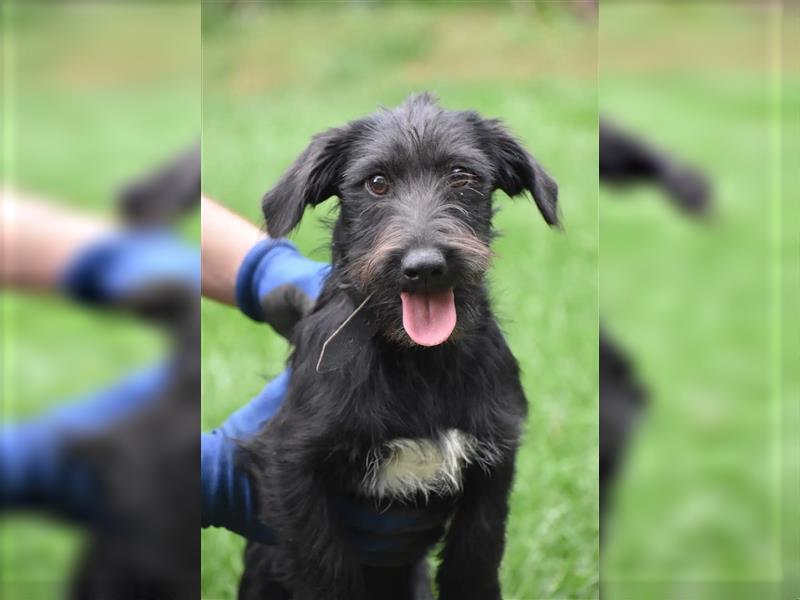 Kleiner Dackel-Schnauzer Mischling „Bobi“, ca. 04.2024 geboren, sucht ein liebes Zuhause