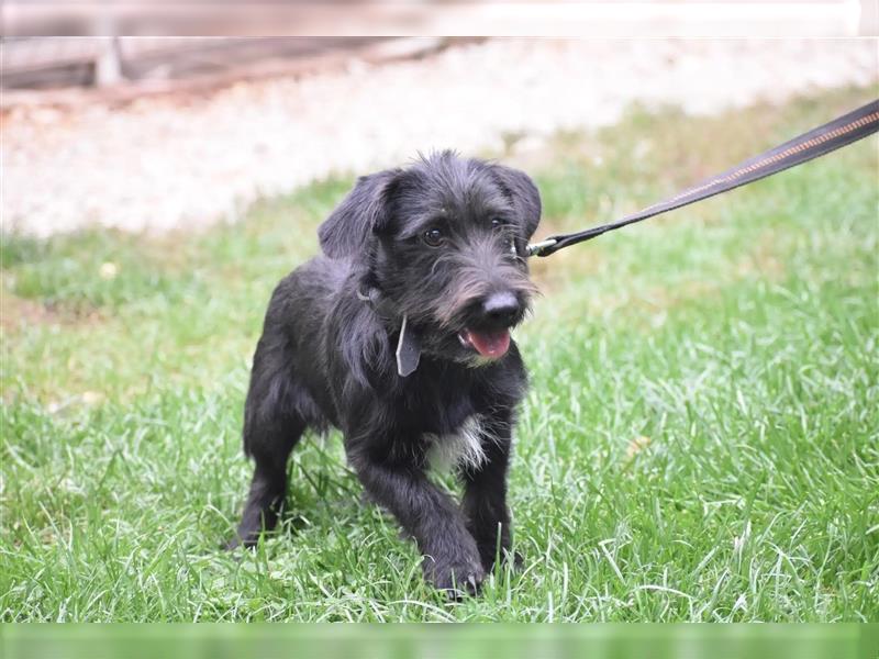 Kleiner Dackel-Schnauzer Mischling „Bobi“, ca. 04.2024 geboren, sucht ein liebes Zuhause