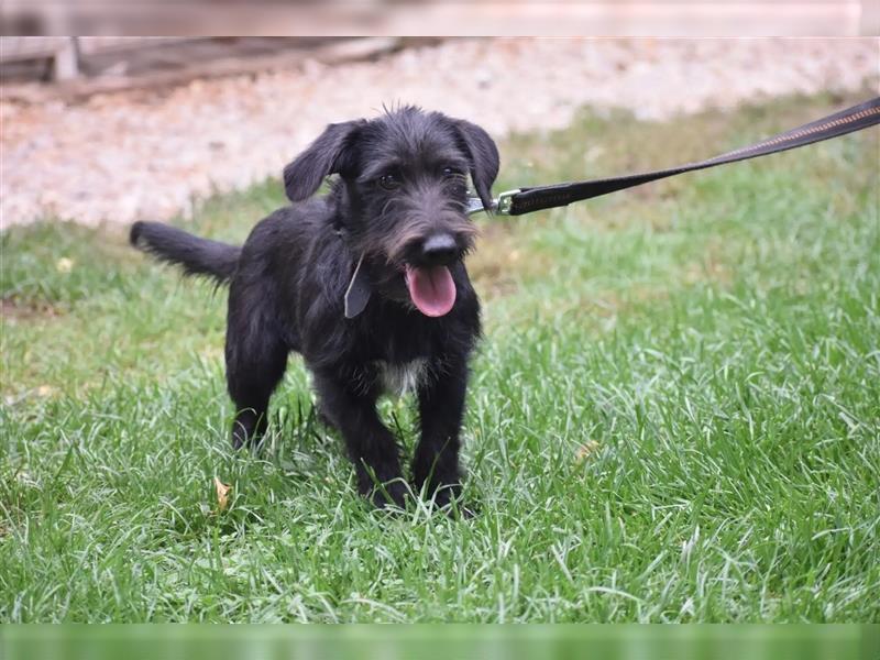 Kleiner Dackel-Schnauzer Mischling „Bobi“, ca. 04.2024 geboren, sucht ein liebes Zuhause