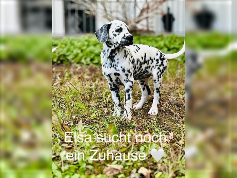 Dalmatiner Weibchen Elsa