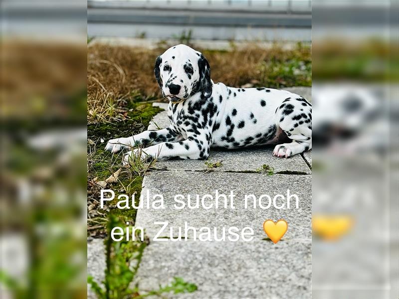 Dalmatiner Weibchen Paula