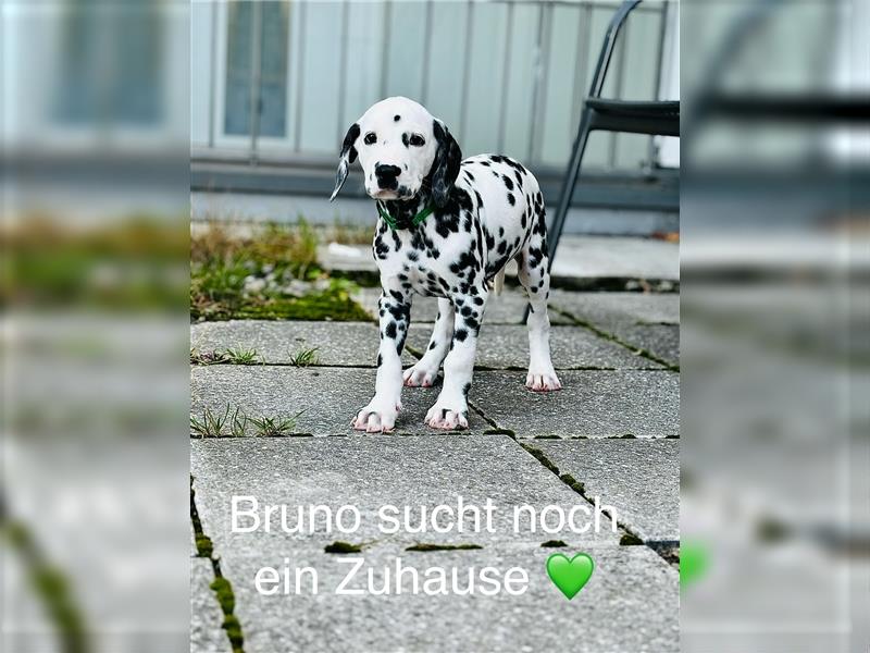 Dalmatiner Rüde Bruno