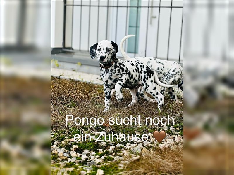 Dalmatiner Rüde Pongo