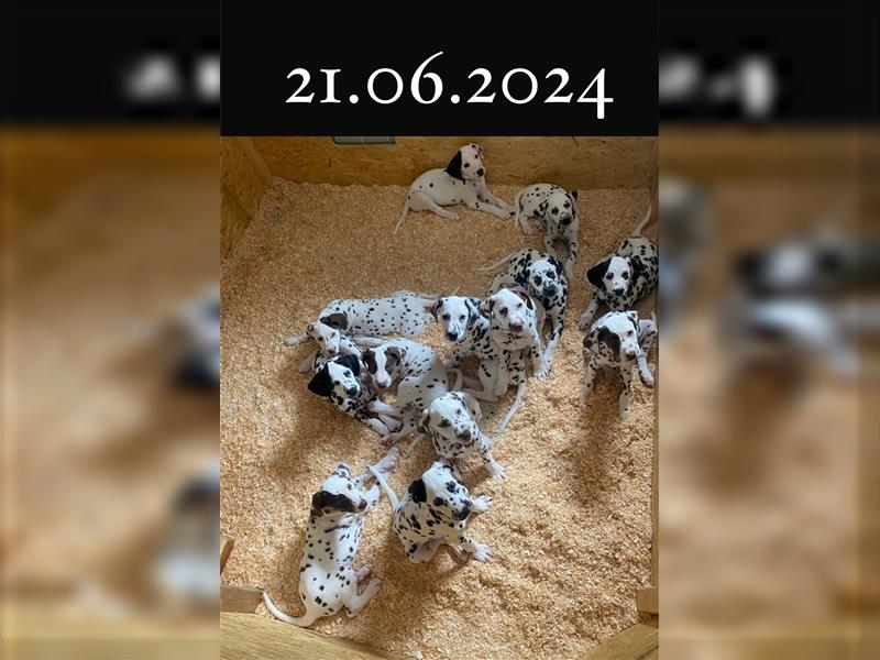 Dalmatiner Welpe 9 Wochen weiß braun reinrassig