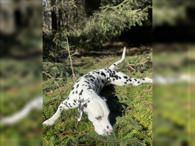 Dalmatiner Deckrüde sucht Hundedame
